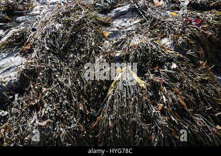 Alghe in piscine di roccia Foto Stock