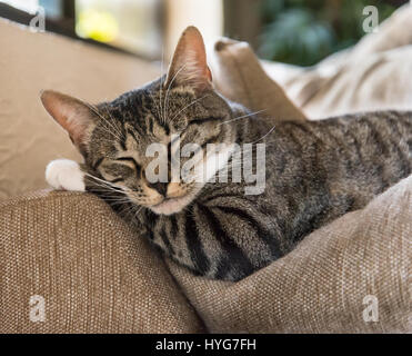 Gatto dorme sul suo Paw Foto Stock