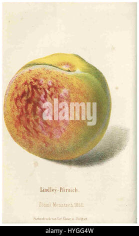 POM.Mons.Hefte 1860 presenta Lindley Pfirsich, uno studio botanico che documenta le specie di frutta e la flora del tempo. L'illustrazione fa parte di una collezione scientifica di studi sulle piante del XIX secolo. Foto Stock