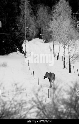 Alci in norvegese Winter Wonderland Foto Stock