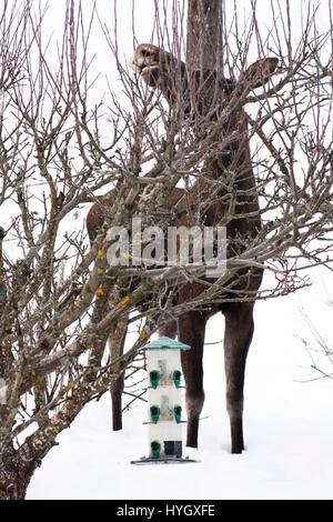 Alci in norvegese Winter Wonderland Foto Stock