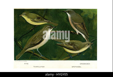 "Vogels door Jan van Oort" si riferisce a una serie di illustrazioni di uccelli dell'artista olandese Jan van Oort. La serie cattura varie specie di uccelli con particolare attenzione alla loro anatomia e agli ambienti naturali. Foto Stock