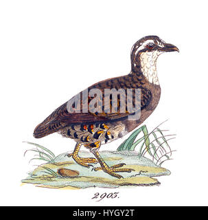La stampa mostra "Perdix personata", una specie di uccello, della serie "Iconographia Zoologica" (1820-1863), ospitata nelle collezioni speciali dell'Università di Amsterdam. È un esempio di illustrazione zoologica iniziale, con raffigurazioni dettagliate di specie. Foto Stock