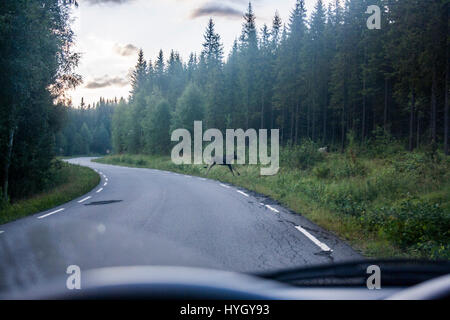 Alci in norvegese Winter Wonderland Foto Stock