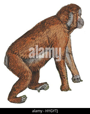 Questa stampa del 1837 di "simia satyrus", nota anche come orangutan, proviene dalla serie "Iconographia Zoologica", che offre una descrizione dettagliata di questa specie di primati. La stampa fa parte delle collezioni speciali dell'Università di Amsterdam, che mostrano illustrazioni zoologiche storiche. Foto Stock