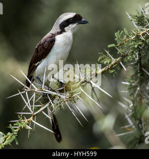 Northern bianco-crowned shrike appollaiato su un acacia Foto Stock