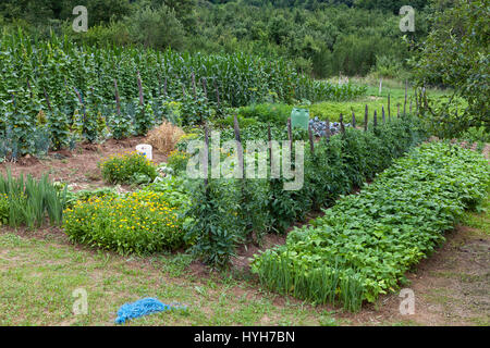 Le verdure di casa in crescita in parte rurale di Croazia Foto Stock