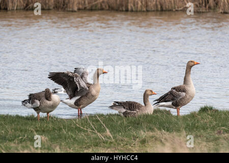 Quattro Graylag oche (Anser anser) su una riva di un fiume Foto Stock