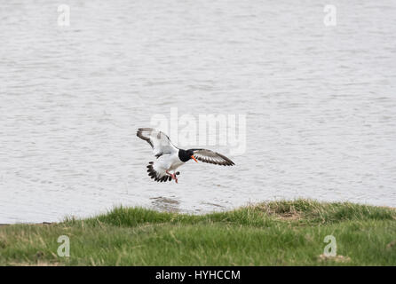 Un Oystercatcher (Haematopus ostralegus) arrivando a terra Foto Stock