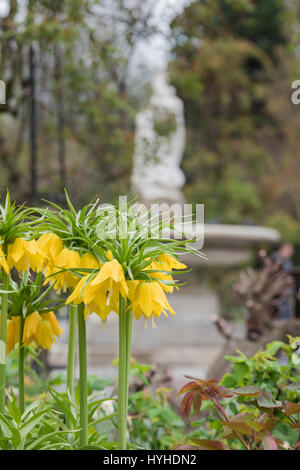 Fritillaria imperialis 'Maxima Lutea'. Crown imperial 'Maxima Lutea' in un aiuola di fiori in Hyde Park, Londra Foto Stock