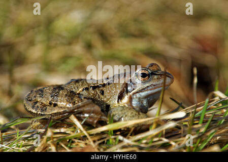 Rana di palude (Pelophylax ridibundus) è il più grande rana nativo dell Europa e appartiene alla famiglia delle rane vero Foto Stock