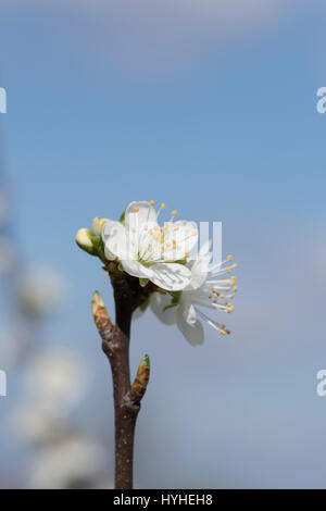 Prunus domestica insititia, Bullace bianco, verde Damson / Prugna fiore in primavera Foto Stock