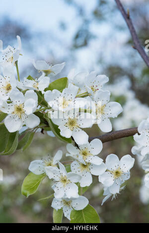 Pyrus communis 'Madernassa' Pear Tree blossom in primavera Foto Stock