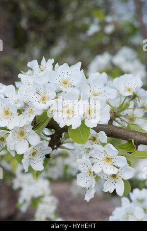 Pyrus communis 'Madernassa' Pear Tree blossom in primavera Foto Stock