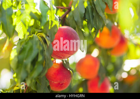 Mature gustoso peach su albero nella soleggiata estate Orchard. Scegliere il proprio maso frutticolo con struttura in pietra a maturare le pesche. Delizioso e sano nutrizione organica. Foto Stock