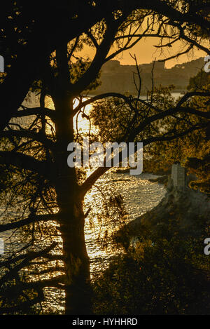 Stagliano alberi con il sole che tramonta dietro le mura medievali della città di Dubrovnik, Dalmazia, Croazia. Foto Stock