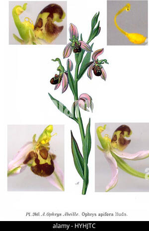 "Ophrys apifera", nota anche come orchidea delle api, è una specie di orchidea diffusa in Europa. La pianta è rinomata per la sua sorprendente somiglianza con un'ape, che aiuta ad attrarre gli impollinatori, rendendola un soggetto affascinante per l'illustrazione botanica. Foto Stock