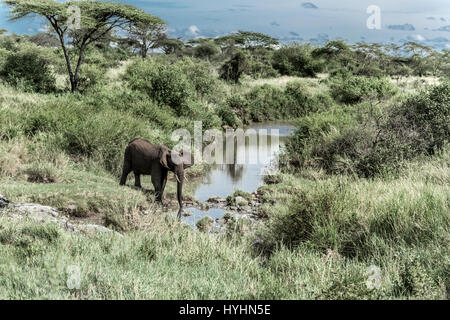 Elephant bevendo in corso d'acqua nel Parco Nazionale del Serengeti Foto Stock