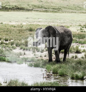 Elephant bere nel Parco Nazionale del Serengeti Foto Stock