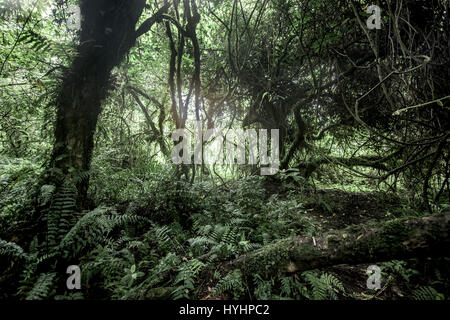 Vecchia foresta nel Nord Kivu, NELLA REPUBBLICA DEMOCRATICA DEL CONGO Foto Stock