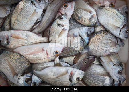 Saraghi, pesci, porta, Trani, Puglia, Italia, Europa Foto Stock