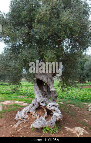 Antichi ulivi, Contrada Coccaro, Savelletri di Fasano, provincia di Brindisi, Puglia, Italia, Europa Foto Stock