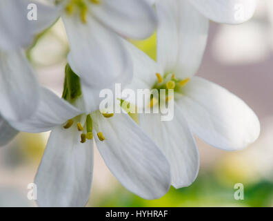 Iberis fiori in close up Foto Stock