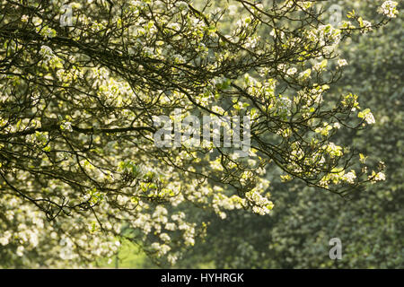 La molla a Ashton Court vicino a Bristol Foto Stock