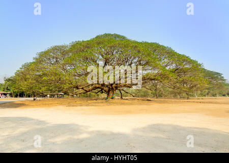 Il Gigante albero - Albero di pioggia in Kanchanaburi, Thailandia Foto Stock