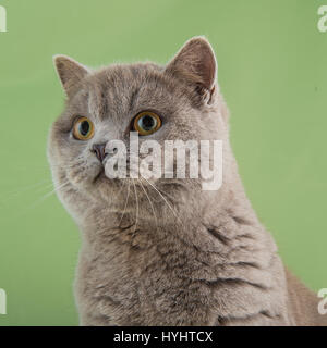 Brisihs capelli corti cat, colore blu Foto Stock