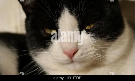 Malinconica in bianco e nero Cat Foto Stock
