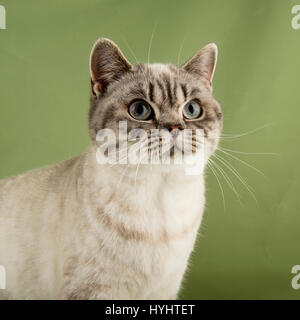 British Shorthair cat Foto Stock