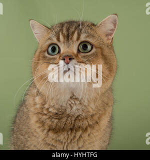 British Shorthair cat - golden Foto Stock