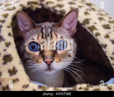 gatto bengala con occhi blu a letto Foto Stock