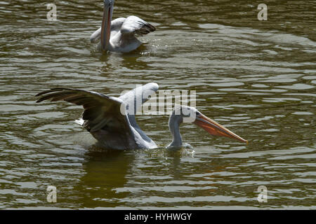 Foto di un rosa Backed Pelican mangiare pesce dopo la pesca Foto Stock