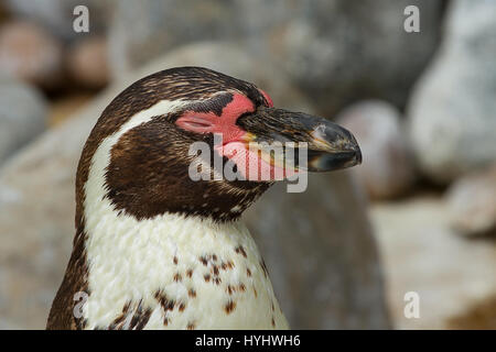 Foto ritratto di un pinguino di Humboldt sleeping Foto Stock