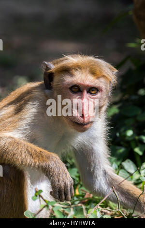 Sri Lanka, Tissamaharama, Yala National Park, Ruhuna National Park, sezione 1. Toque macaque (WILD: Macaca sinica) scimmia del Vecchio Mondo endemica di Sri Lan Foto Stock