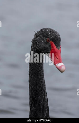 Black Swan testa foto/immagine/Ritratto Foto Stock