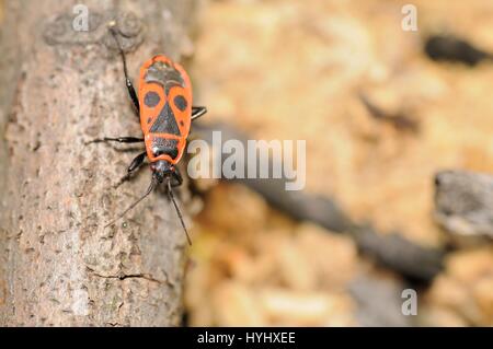 Firebug (Pyrrhocoris apterus) Foto Stock