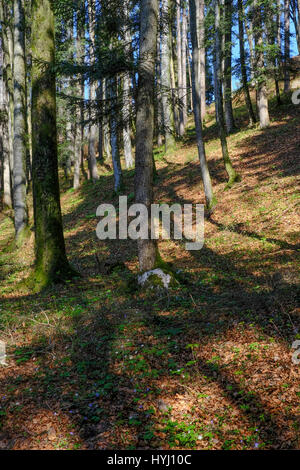 Il lago Fuschlsee visto attraverso le ombre degli alberi Foto Stock