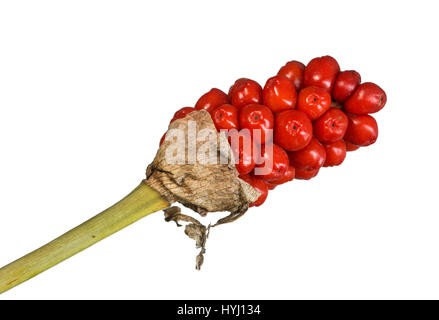 Infructescence con bacche mature, comune arum (Arum maculatum), Svizzera Foto Stock