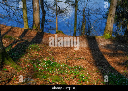 Il lago Fuschlsee visto attraverso le ombre degli alberi Foto Stock