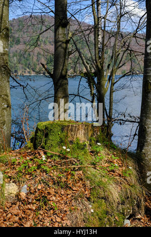 Il lago Fuschlsee visto attraverso le ombre degli alberi Foto Stock