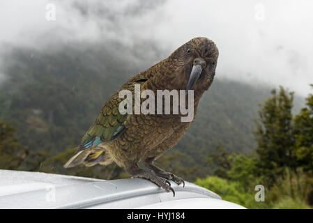 Kea (Nestor notabilis) seduto sul tetto del veicolo, il Parco Nazionale di Fiordland, Southland, Nuova Zelanda Foto Stock