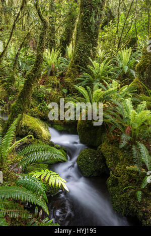 Con flusso di felci nella densa foresta pluviale, Parco Nazionale di Fiordland, Southland, Nuova Zelanda Foto Stock