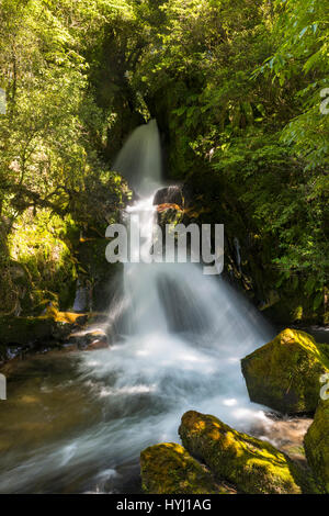 Waiatiu cade, cascata nella foresta pluviale, Whirinaki Forest, Isola del nord, Nuova Zelanda Foto Stock