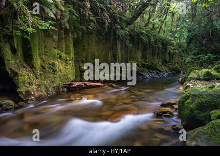 Fiume che scorre per Te Whaiti Nui Toi Canyon, foresta pluviale, Whirinaki Forest, Isola del nord, Nuova Zelanda Foto Stock