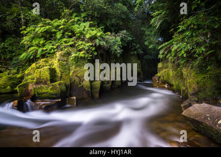 Fiume che scorre per Te Whaiti Nui Toi Canyon, foresta pluviale, Whirinaki Forest, Isola del nord, Nuova Zelanda Foto Stock