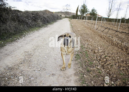 Cane Fila brasileiro, cane custode dell azienda Foto Stock