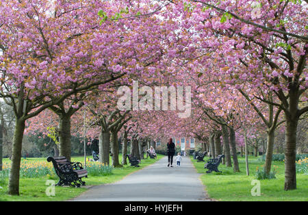 Greenwich, Londra, Regno Unito. 5 Aprile, 2017. Persone una sosta per gustare il famoso fiore di ciliegio in Greenwich Park in una calda giornata di primavera. Rob Powell/Alamy Live News Foto Stock